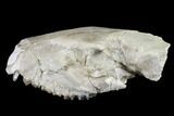 Oreodont (Merycoidodon) Partial Skull - Wyoming #113033-4